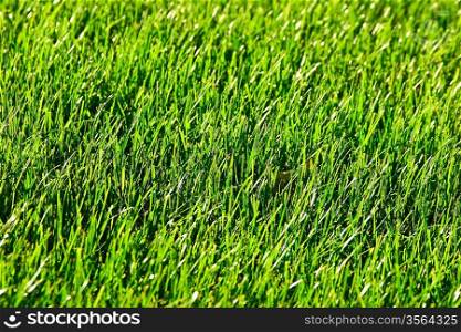 fresh green grass Turf background