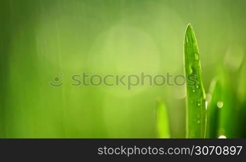 Fresh green grass under the rain
