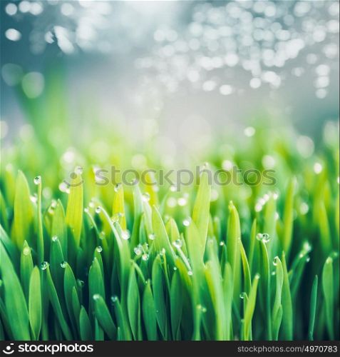 Fresh green grass with dew drops and bokeh lighting, outdoor nature background