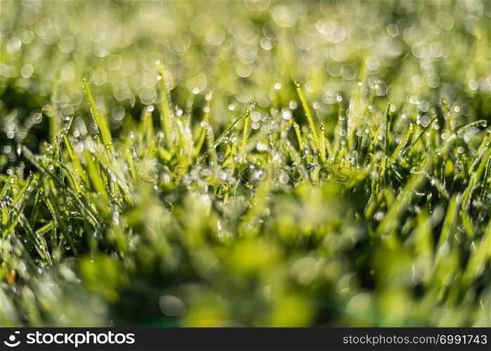 Fresh green grass with dew drops in sunshine and bokeh.