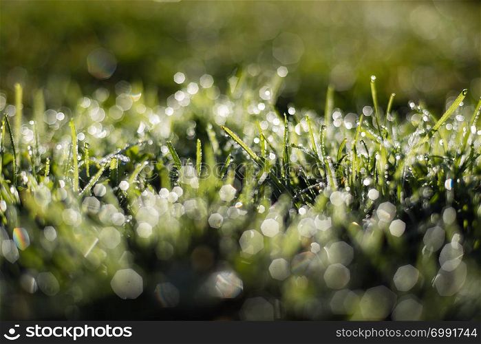 Fresh green grass with dew drops in sunshine and bokeh.