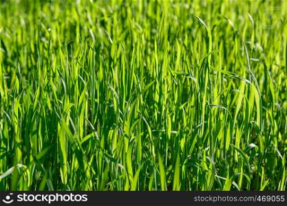 fresh green grass with long leaves in the park in the afternoon, full frame