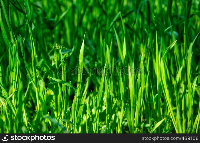fresh green grass with long leaves in the park in the afternoon, full frame