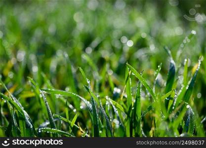 Fresh green grass with sun sparkling dew drops macro closeup