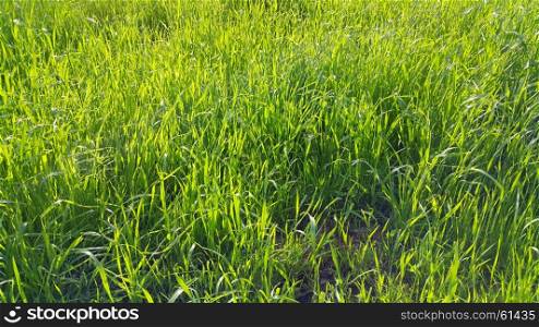 Fresh green grass with sunlight, nature background