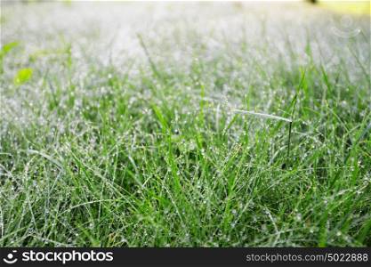 fresh green grass with water drop