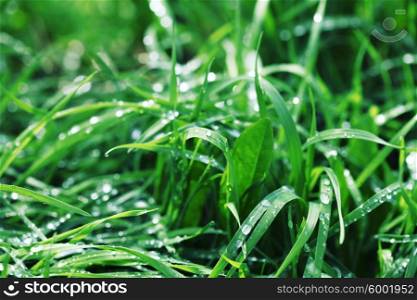 Fresh green grass with water droplets