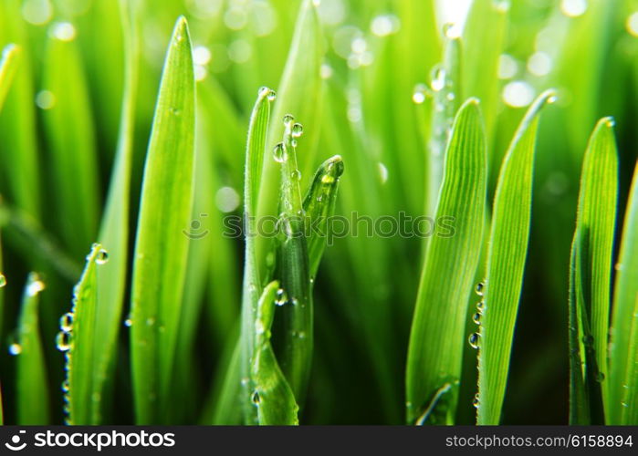 fresh green grass with water drops