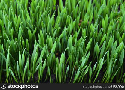 fresh green grass with water drops