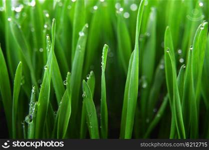 fresh green grass with water drops