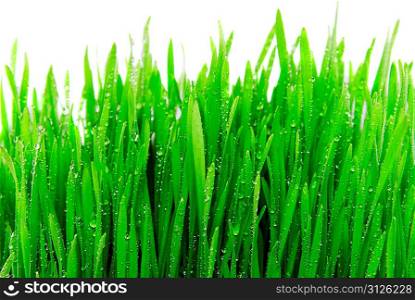 fresh green grass with water drops close up