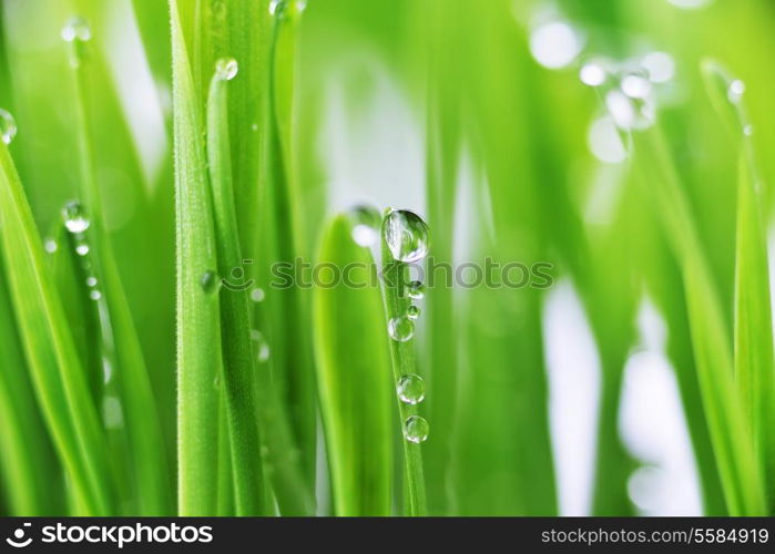 fresh green grass with water drops close up