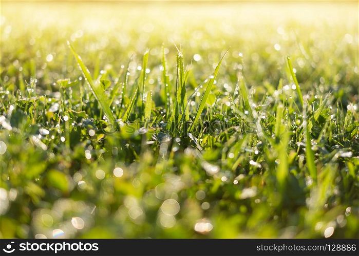 Fresh green grass with water drops over sunlight bokeh background