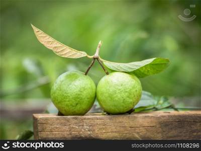 Fresh green guava fruit and leaves on wood in the tropical fruit garden