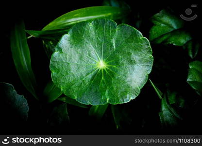 Fresh green herb Asiatic Pennywort leaves beautiful on dark background / Centella asiatica Leaf