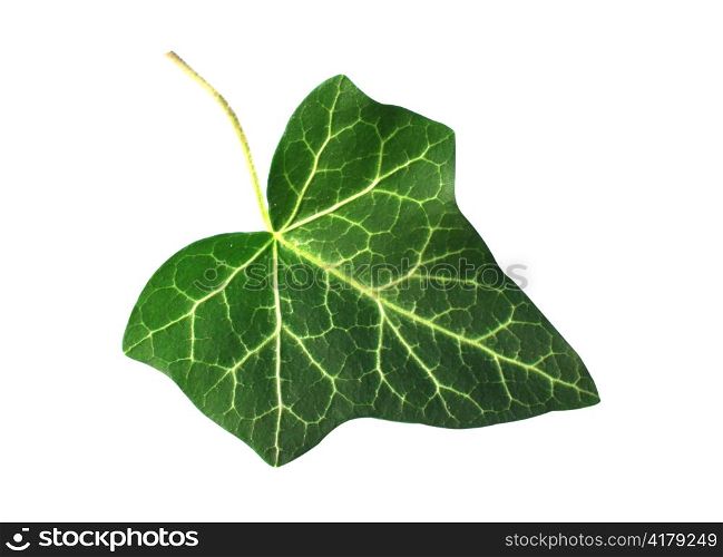 fresh green ivy leaf isolated on white