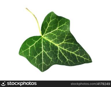 fresh green ivy leaf isolated on white