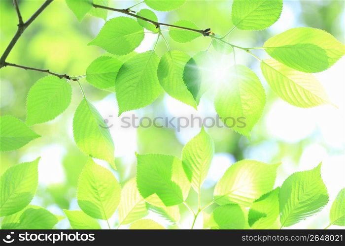 Fresh green leaf