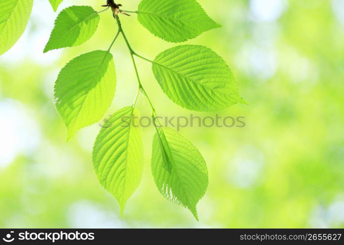 Fresh green leaf