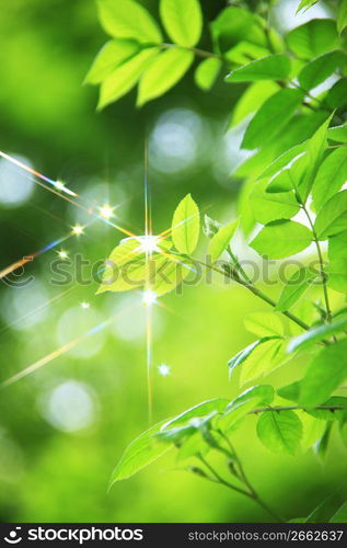 Fresh green leaf