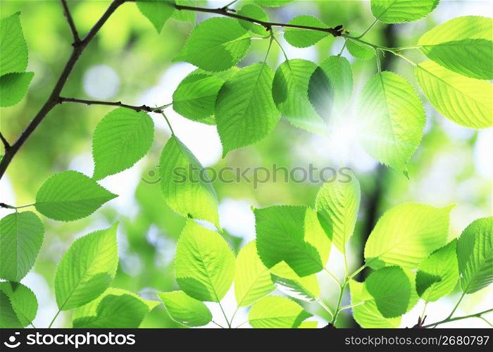 Fresh green leaf