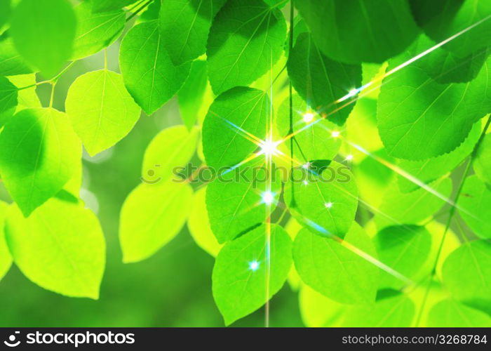 Fresh green leaf