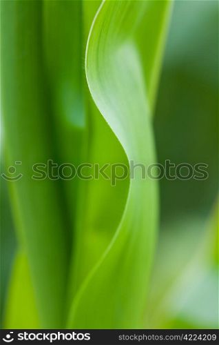 fresh green leaf