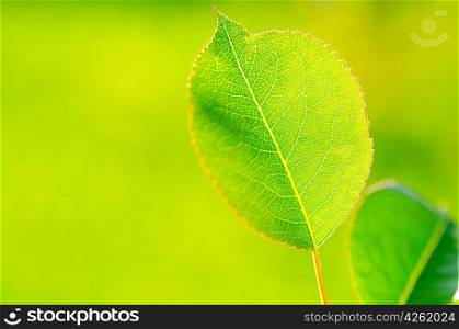 Fresh green leaf against blurred background