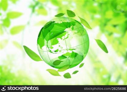 Fresh green leaf and globe