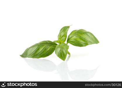 Fresh green leaf basil isolated on a white background