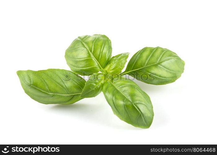 Fresh green leaf basil isolated on a white background