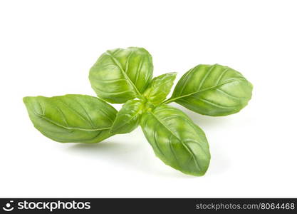 Fresh green leaf basil isolated on a white background