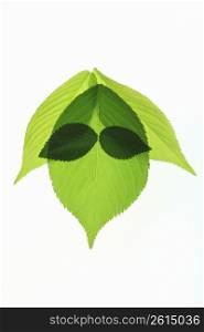 Fresh green leaf face