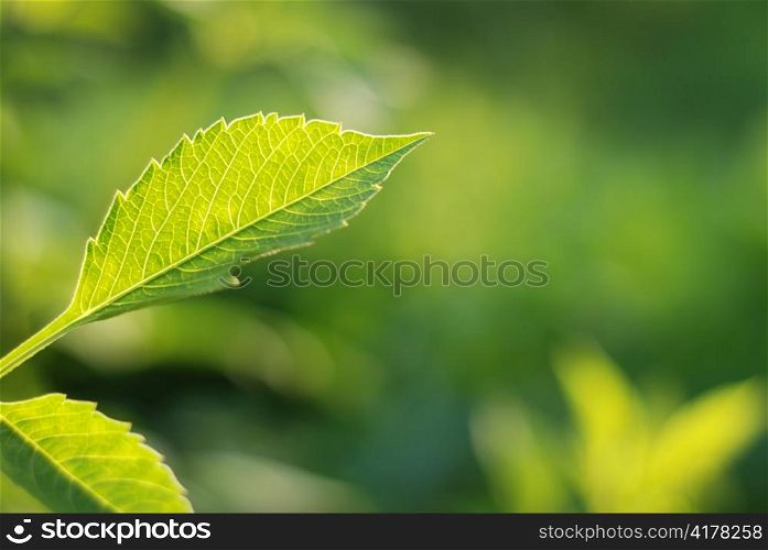 Fresh green leaf highlighted by sun.