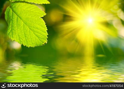 Fresh green leaf highlighted by sun.