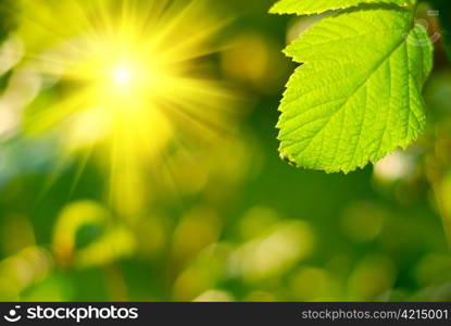 Fresh green leaf highlighted by sun.