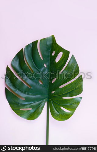 fresh green leaf. monstera green tropical leaf on pink background