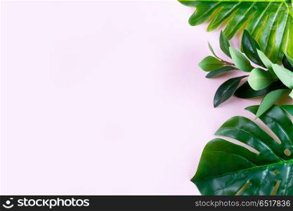 fresh green leaf. monstera green tropical leaves border on pink background with copy space