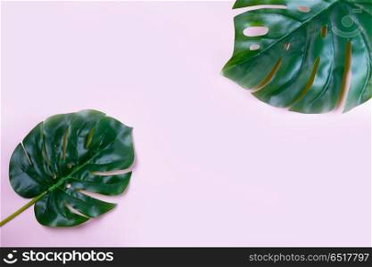 fresh green leaf. monstera green tropical leaves on pink background with copy space, flat lay scene