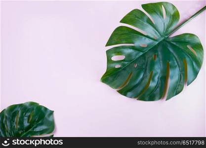fresh green leaf. monstera green tropical leaves on pink background with copy space