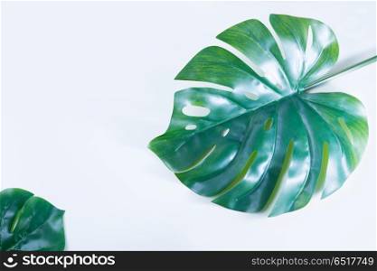 fresh green leaf. monstera green tropical leaves over white background