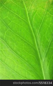 fresh green leaf of houseplants
