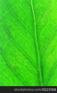 fresh green leaf of houseplants