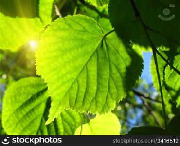 fresh green leaf of linden tree glowing in sunlight