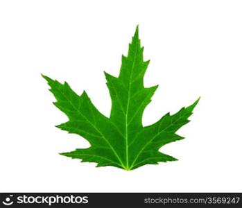 fresh green leaf of mapple isolated