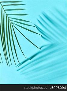 Fresh green leaf of palm tree on blue background with shadow pattern. Natural background for postcard. Natural layout of a green palm leaf on a blue background with a copy of space and reflection of shadows.