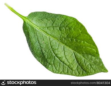 fresh green leaf of potato plant isolated on white background