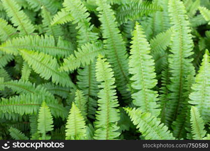 Fresh green leaf texture background. Tuber Sword Fern