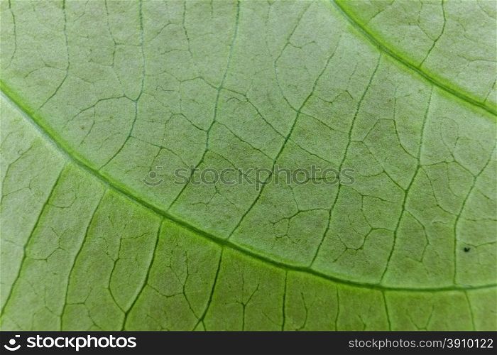 Fresh green leaf texture macro close up