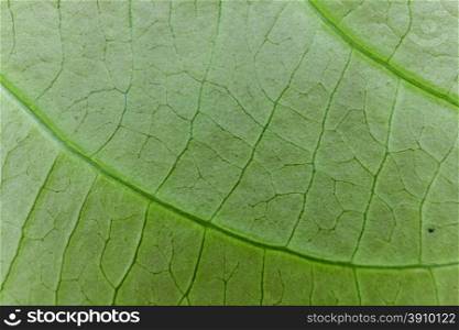 Fresh green leaf texture macro close up